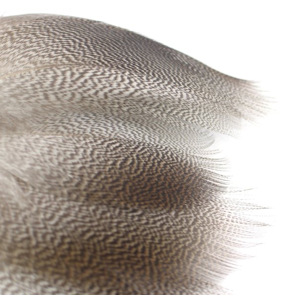 Cookshill Selected Bronze Mallard Feathers (Medium)